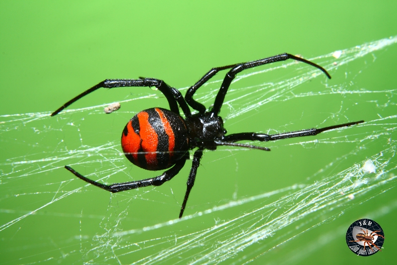 Latrodectus cf. elegans พบทางฝั่งตะวันตกของประเทศไทย