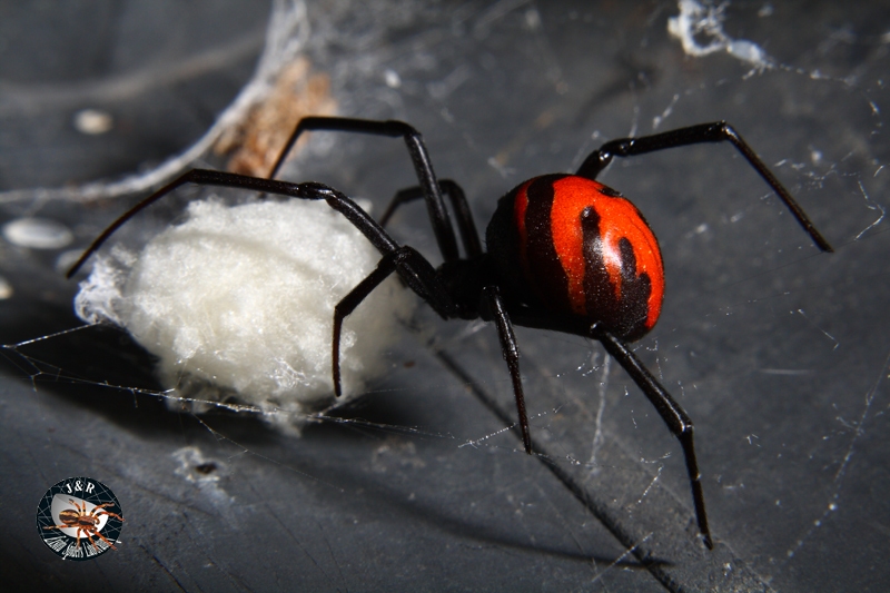 แมงมุมแม่ม่ายหลังเพลิง Latrodectus sp. พบตอนกลางของประเทศไทย