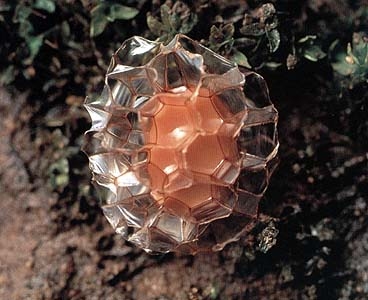 ภาพโคคูน(cocoon) อันเป็นที่อยู่ของไข่ทาก ภาพโดย บุญกิจ สุทธิญาณานนท์ คัดลอกมาจาก http://www.sarakadee.com/feature/2003/07/leeches.htm
