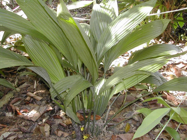 ต้นพร้าวนกคุ่ม (Curculigo latifolia)