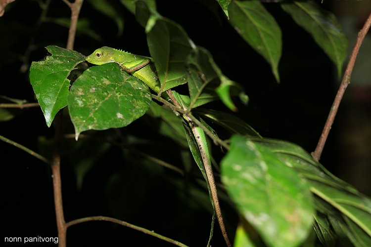 Bronchocela smaragdina 