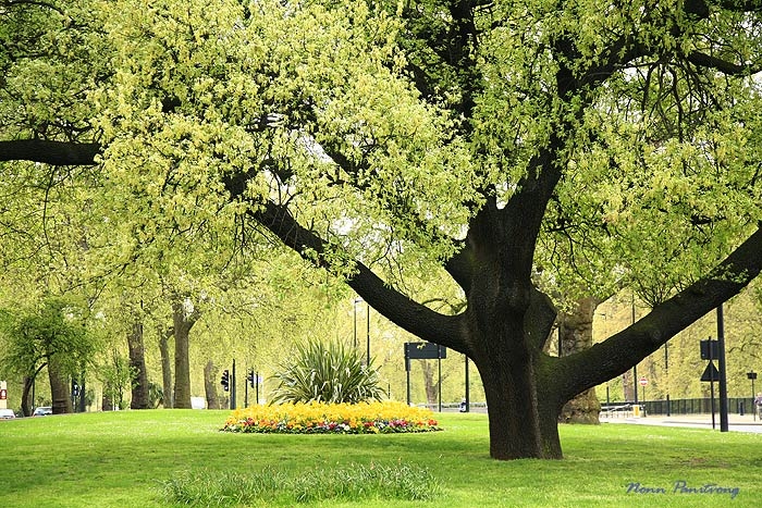 หรือแบบ Hyde Park ที่ London?