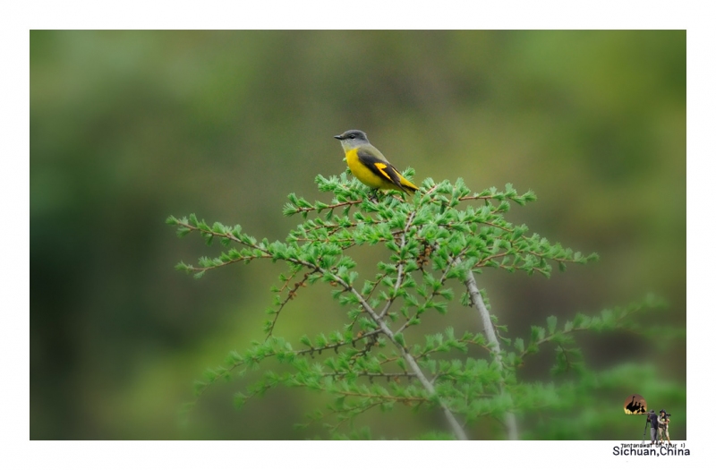 long-tailed-minivet_1.jpg