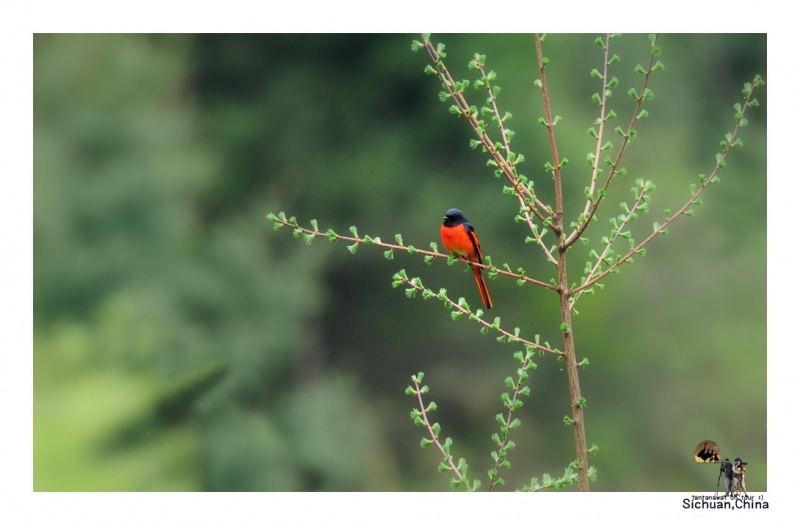 long-tailed-minivet_2.jpg