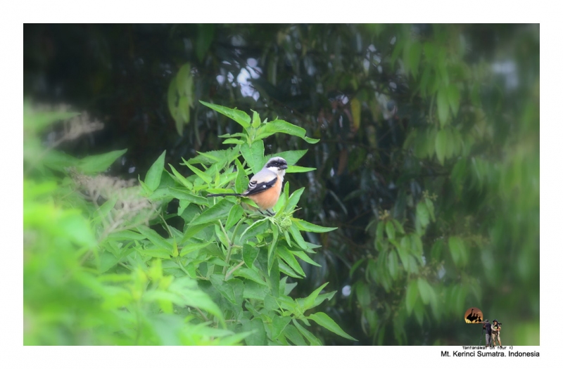 long-tailed-shrike.jpg