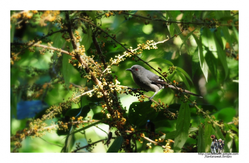long-tailed-sibia