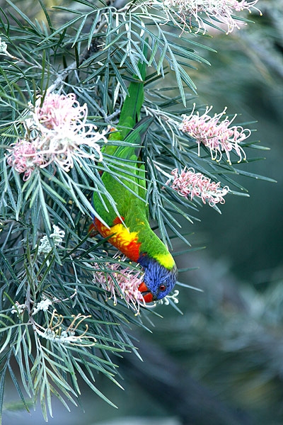 lorikeet1.jpg