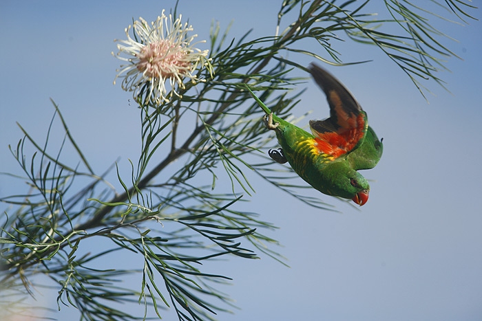 Scaly-brested Lorikeet (Trichoglossus chlorolepidotus) 