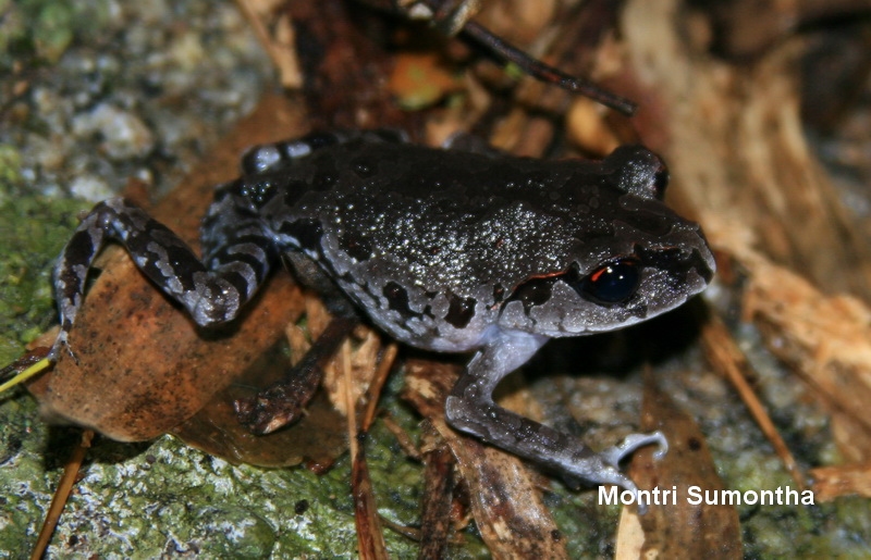 Leptobrachium smithi