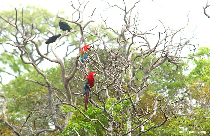 macaw_greenwing4.jpg