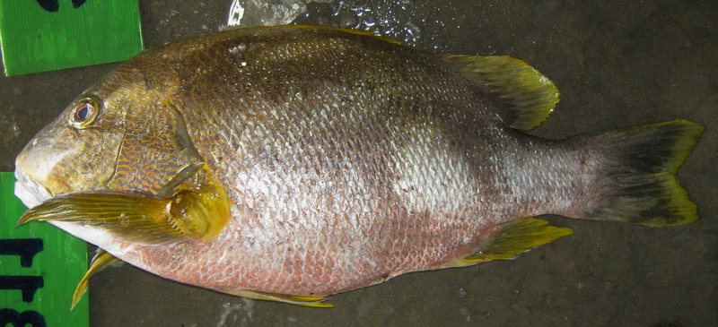 Lutjanus rivulatus1