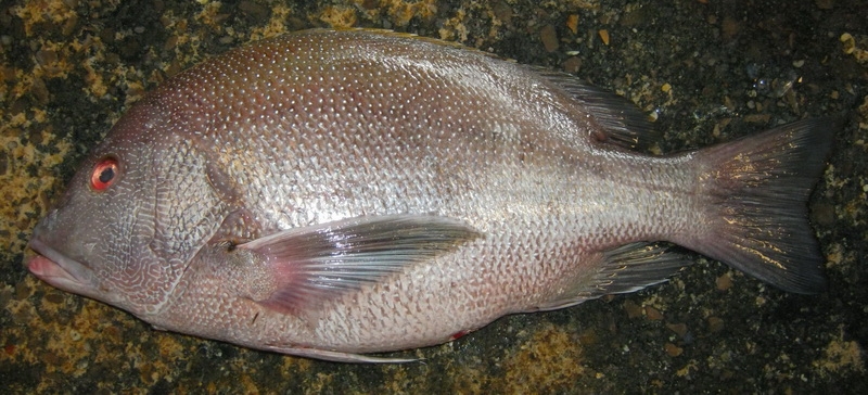 Lutjanus rivulatus2