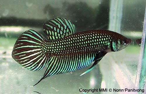 Betta sp. Mahachai, a very beautiful male specimen