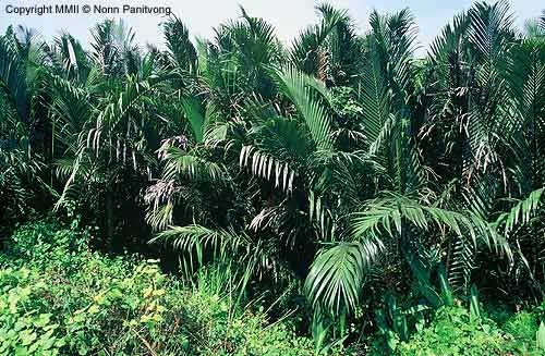 Nypa fruticans or Jark in Thai