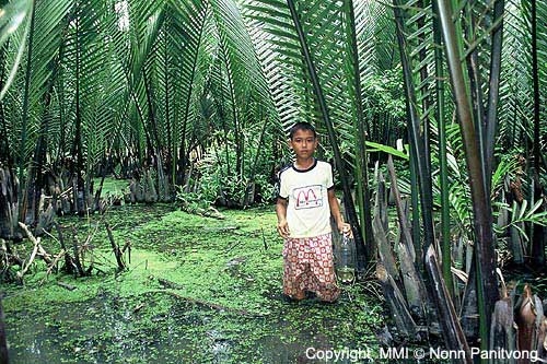 The local kid who help us catch the Betta in the swamp