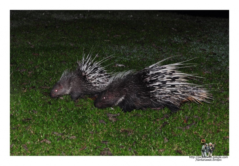 malayan-porcupinee