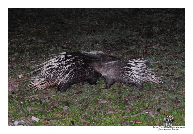 malayan-porcupinee