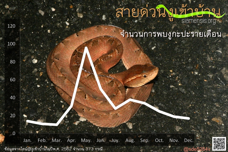 malayan_pitviper_monthly_1.jpg