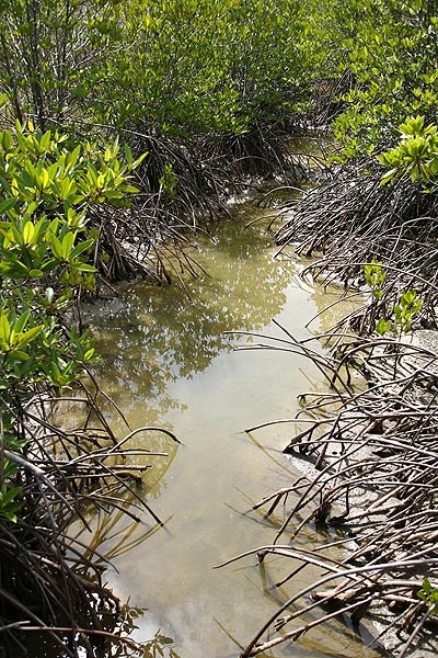 mangroove1.jpg