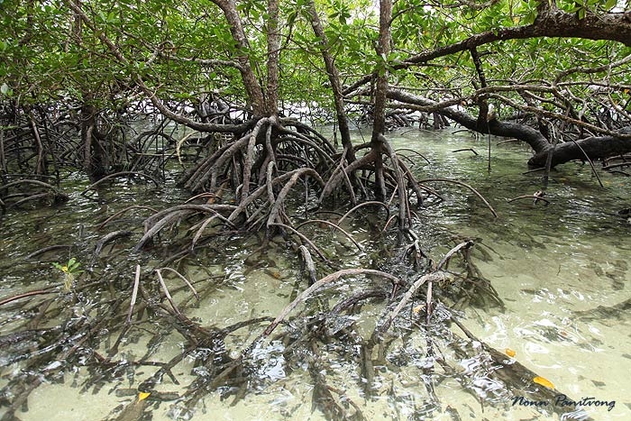 mangroove.jpg