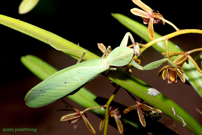 mantis_shieldbug.jpg