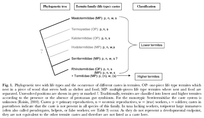 จำนวนวรรณะต่างๆ ในปลวกแต่ละวงศ์ (Korb & Hartfelder, 2008)