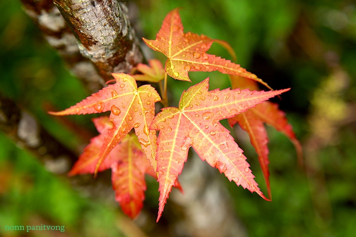 ก่วมภูคา Acer wilsonii 