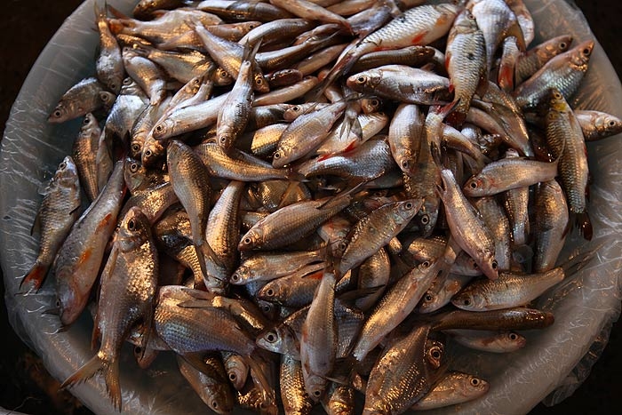 ความหลากหลายของพันธุ์ปลาเกล็ดในตลาด