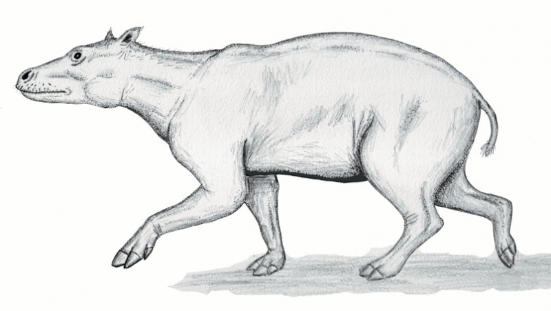 Merycopotamus thachangensis