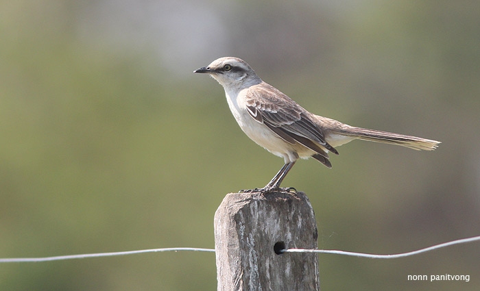 Chalk Browed Mockingbird (Mimus saturninus)