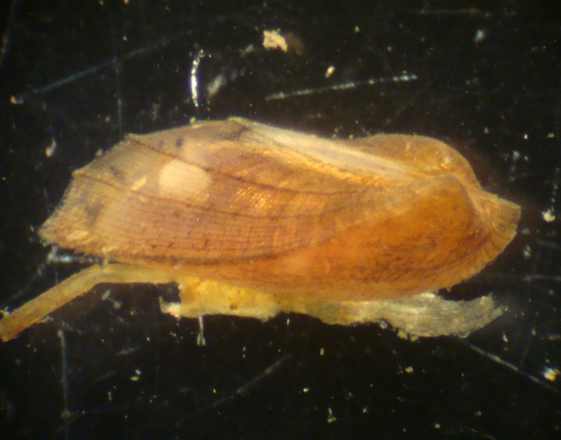 mollusca-arcidae-scaphula_pinna.jpg