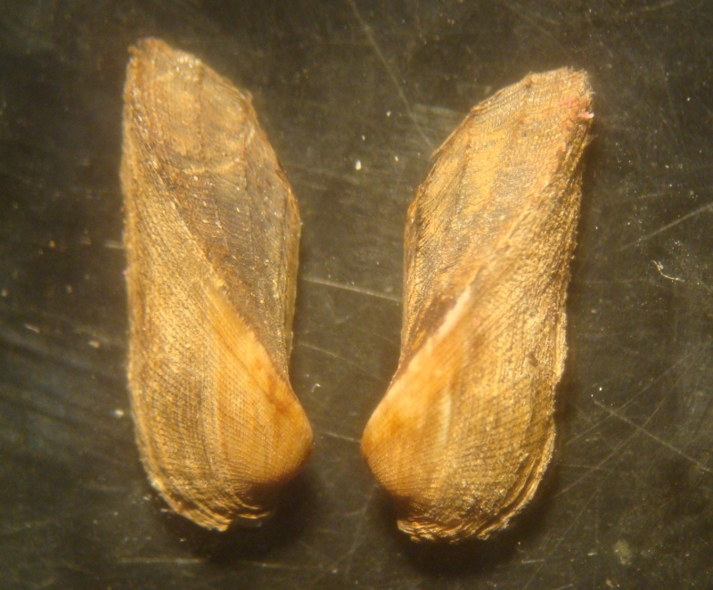mollusca-arcidae-scaphula_pinnadsc05235.jpg