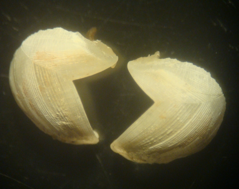 mollusca-teredinidae-shell.jpg