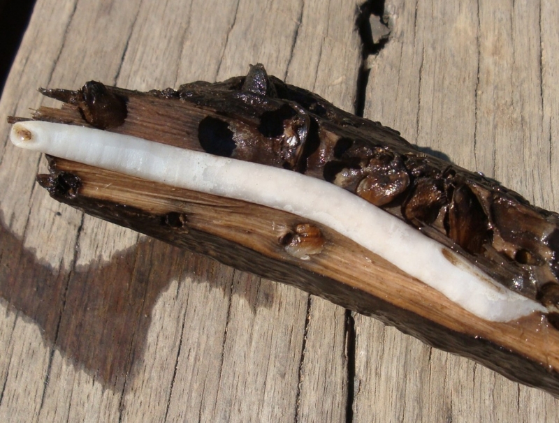 mollusca-teredinidae-shipworm.jpg