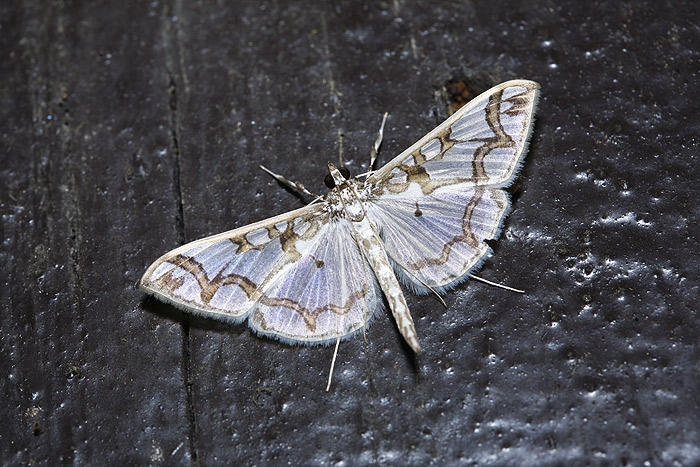 moth10.jpg