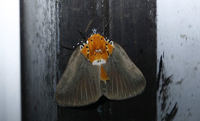 moth11.jpg