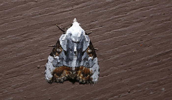 moth2.jpg