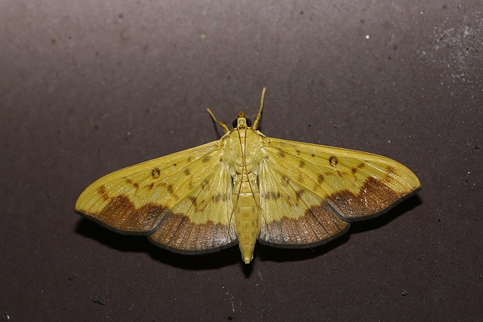 moth4.jpg