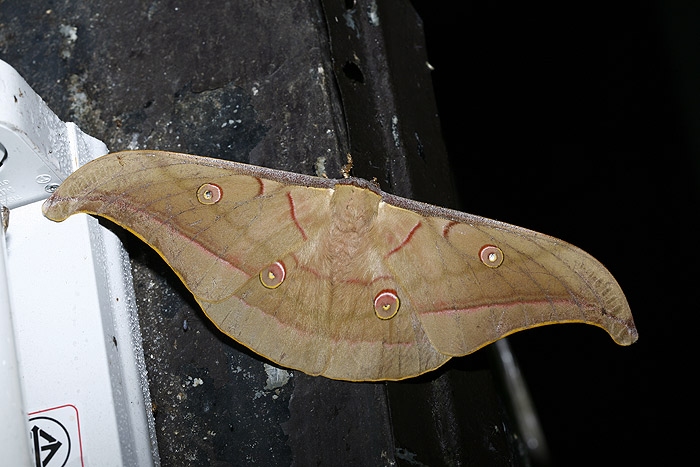 moth5.jpg