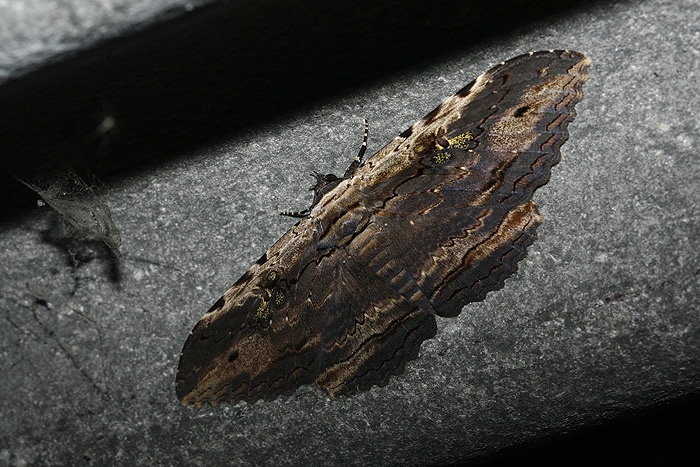 moth9.jpg