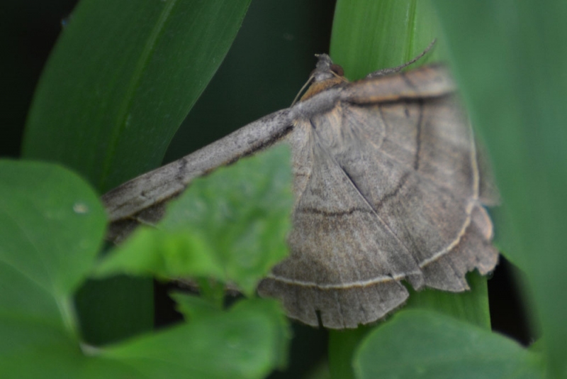 moth กางปีกแผ่ราบ