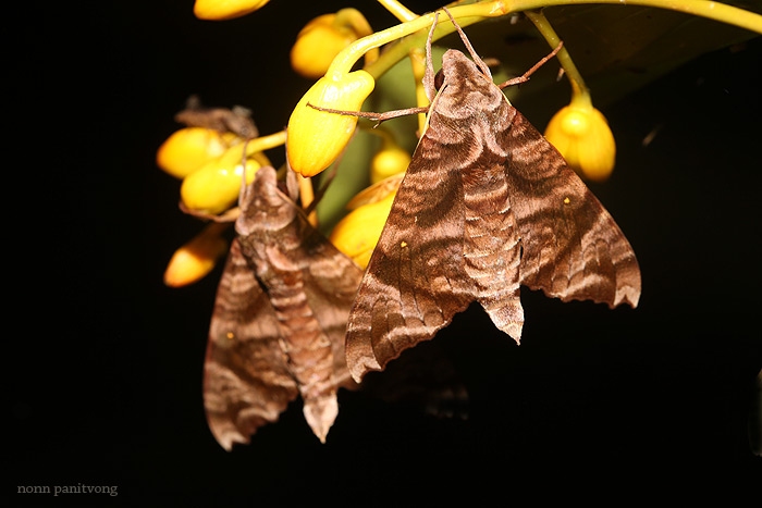 Moth6