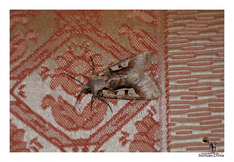 moth.jpg