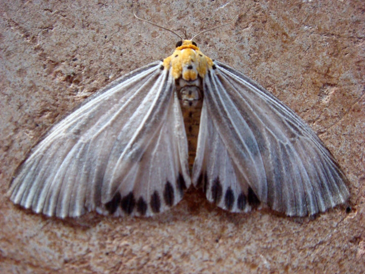 moth.jpg