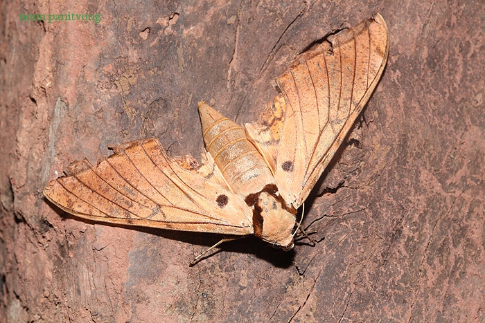 Moth1