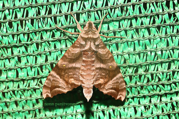Moth3