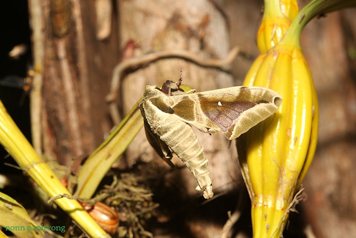 Moth4