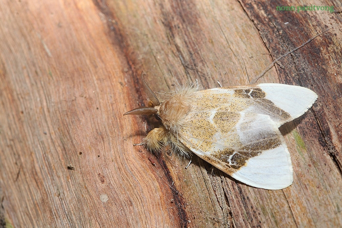 Moth5