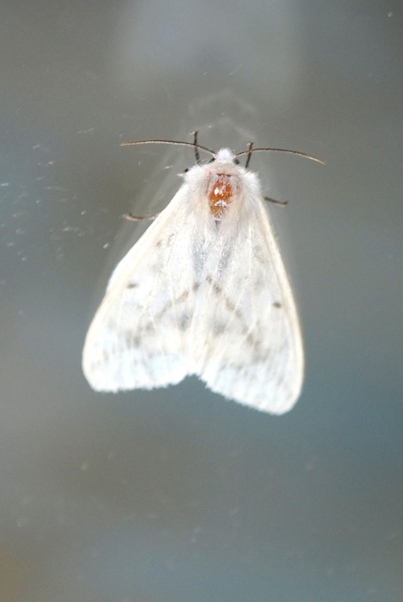 moth