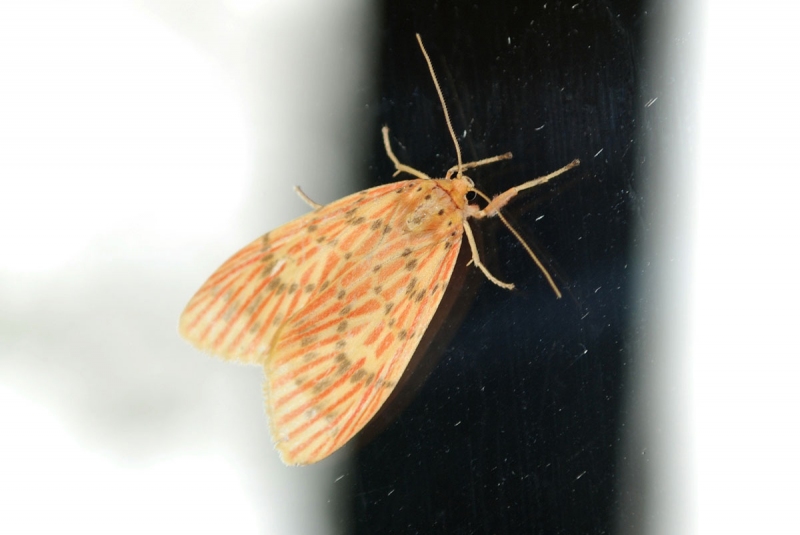 moth